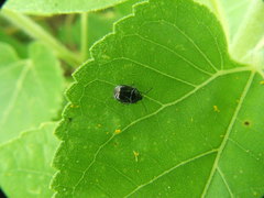 Sehirus cinctus cinctus