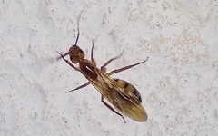 Camponotus conspicuus
