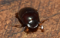 Pseudocanthon perplexus