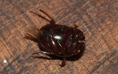 Pseudocanthon perplexus