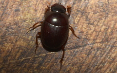 Pseudocanthon perplexus
