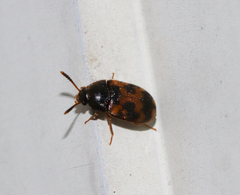 Mycetophagidae