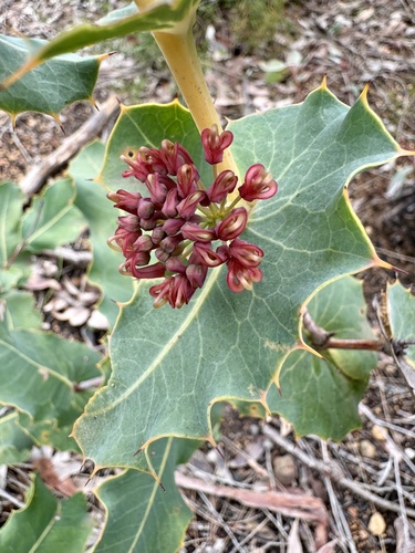 Image of Hakea amplexicaulis by (c) pimelea, some rights reserved (CC BY)