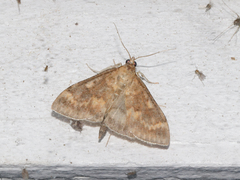 Ostrinia