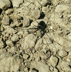 Monochamus sutor longulus