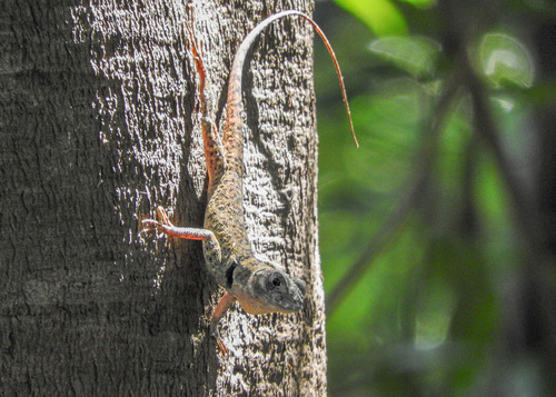 Olive Treerunner (Plica umbra ochrocollaris)