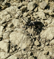 Monochamus sutor longulus