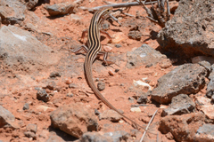 Pilbara Ctenotus photo 1