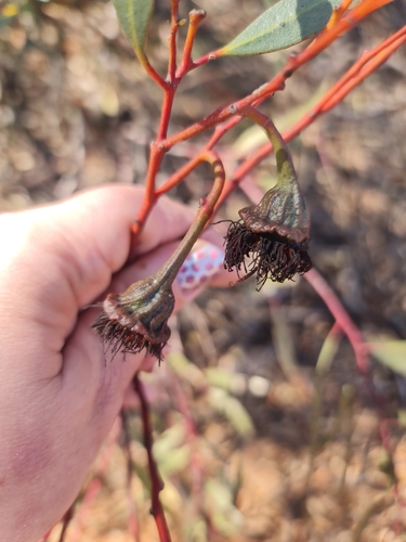 Flanged Mallee (Eucalyptus armillata)