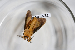 Mpanjaka gentilis