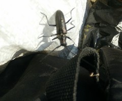 Monochamus sutor longulus