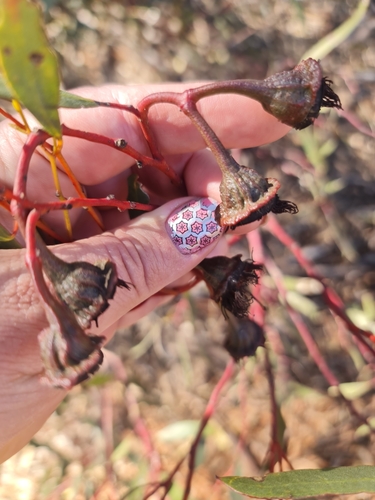 Image of Eucalyptus armillata by (c) Belinda Forbes, some rights reserved (CC BY)