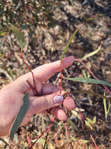 Image of Eucalyptus armillata by (c) Belinda Forbes, some rights reserved (CC BY)
