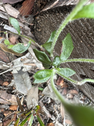 Image of Dampiera linearis by (c) pimelea, some rights reserved (CC BY)