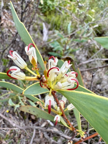 Image of Hakea cyclocarpa by (c) pimelea, some rights reserved (CC BY)