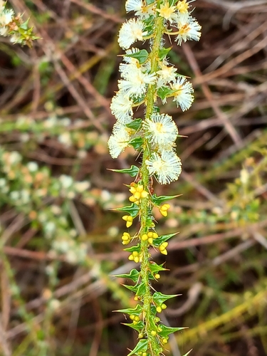 Image of Acacia hastulata by (c) Leon Perrie, some rights reserved (CC BY)