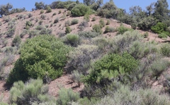 Arctostaphylos parryana
