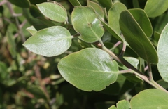 Arctostaphylos parryana