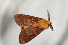 Mpanjaka gentilis