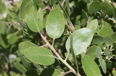 Arctostaphylos parryana