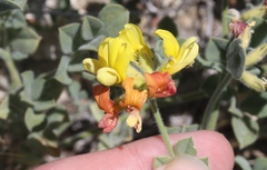 Acmispon grandiflorus grandiflorus