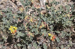 Acmispon grandiflorus grandiflorus