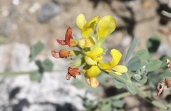 Acmispon grandiflorus grandiflorus