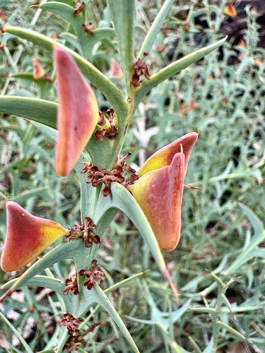 Image of Daviesia decurrens by (c) pimelea, some rights reserved (CC BY)