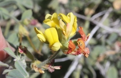Acmispon grandiflorus grandiflorus