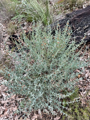 Image of Daviesia decurrens by (c) pimelea, some rights reserved (CC BY)
