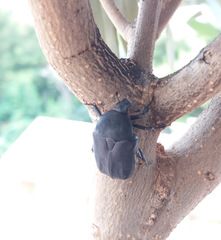 Protaetia opaca
