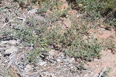 Acmispon grandiflorus grandiflorus