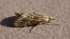 Euchromius anapiellus