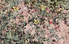 Acmispon grandiflorus grandiflorus