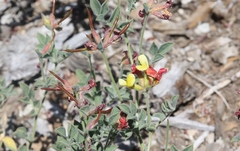 Acmispon grandiflorus grandiflorus