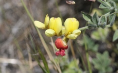 Acmispon grandiflorus grandiflorus