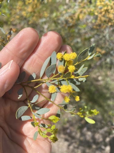 Image of Acacia buxifolia by no rights reserved