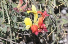 Acmispon grandiflorus grandiflorus