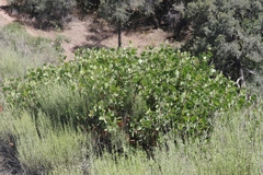 Arctostaphylos parryana