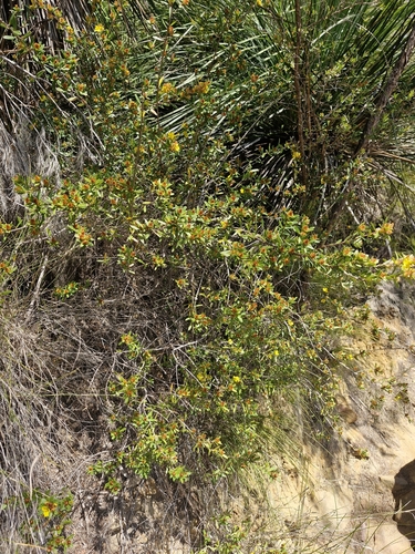 Image of Hibbertia bracteata by (c) ronavery, some rights reserved (CC BY)