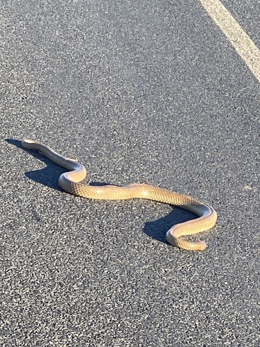 Eastern Brown Snake sighting