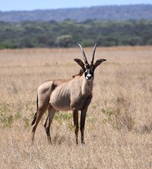 Hippotragus equinus equinus