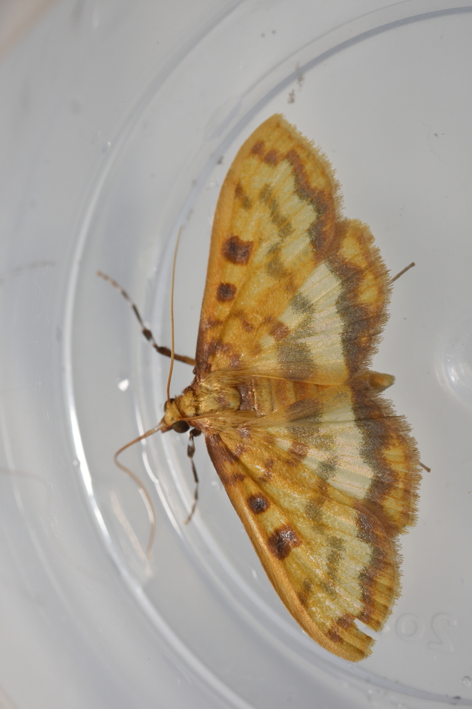Polygrammodes phyllophila