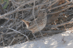 Calamanthus campestris