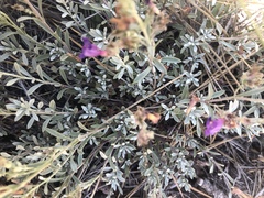 Penstemon californicus