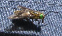 Chrysopsinae