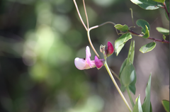 Lathyrus hookeri