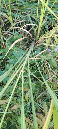 Image of Zizania latifolia by (c) Мирослав Соболев, some rights reserved (CC BY)
