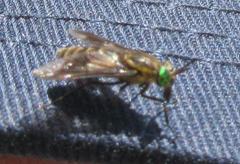 Chrysopsinae