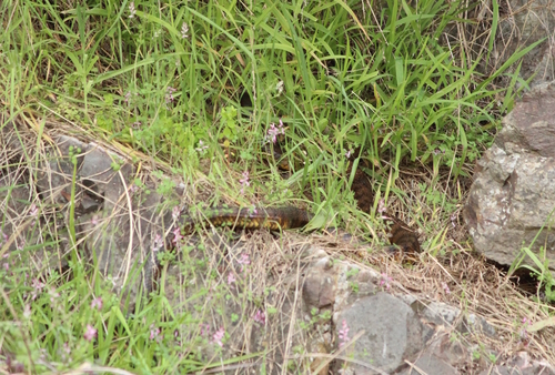 Tiger Snake sighting